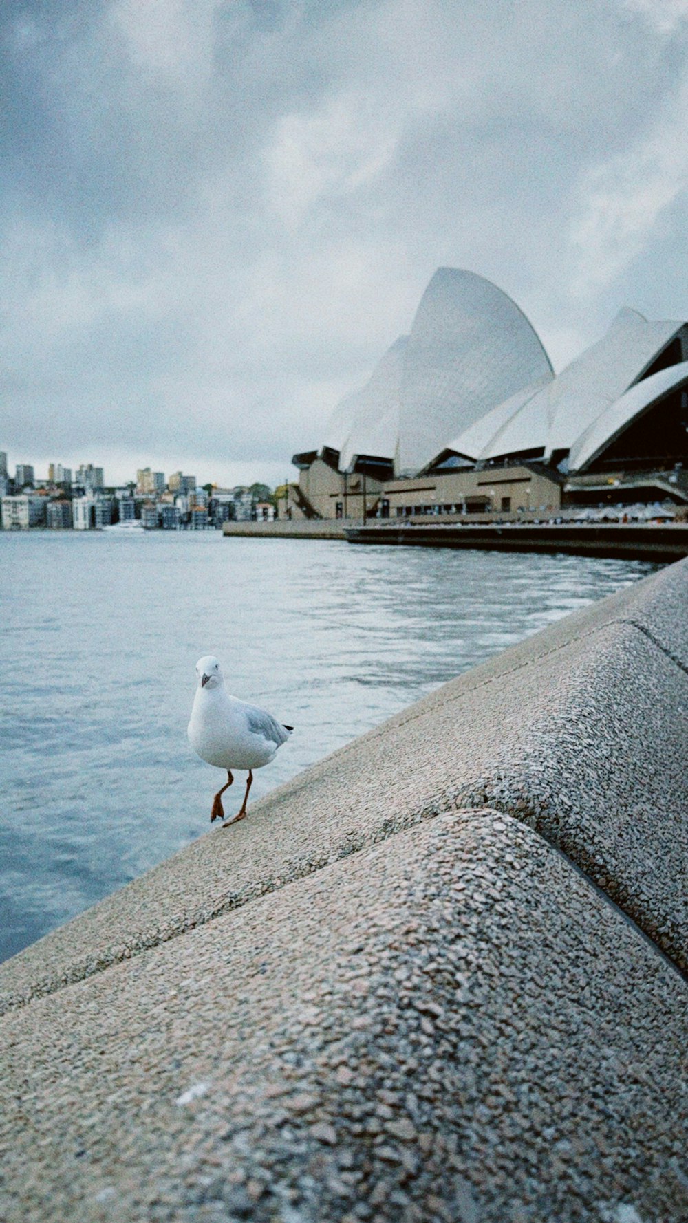 a seagull standing on the edge of a concrete wall near a body of