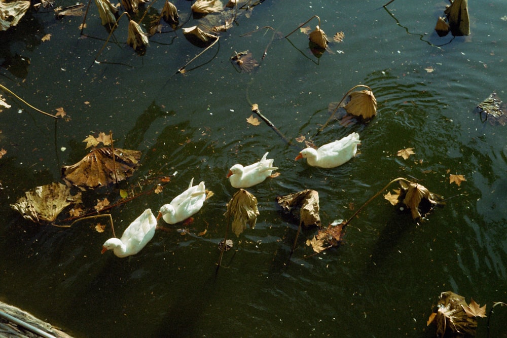 a group of ducks floating on top of a body of water