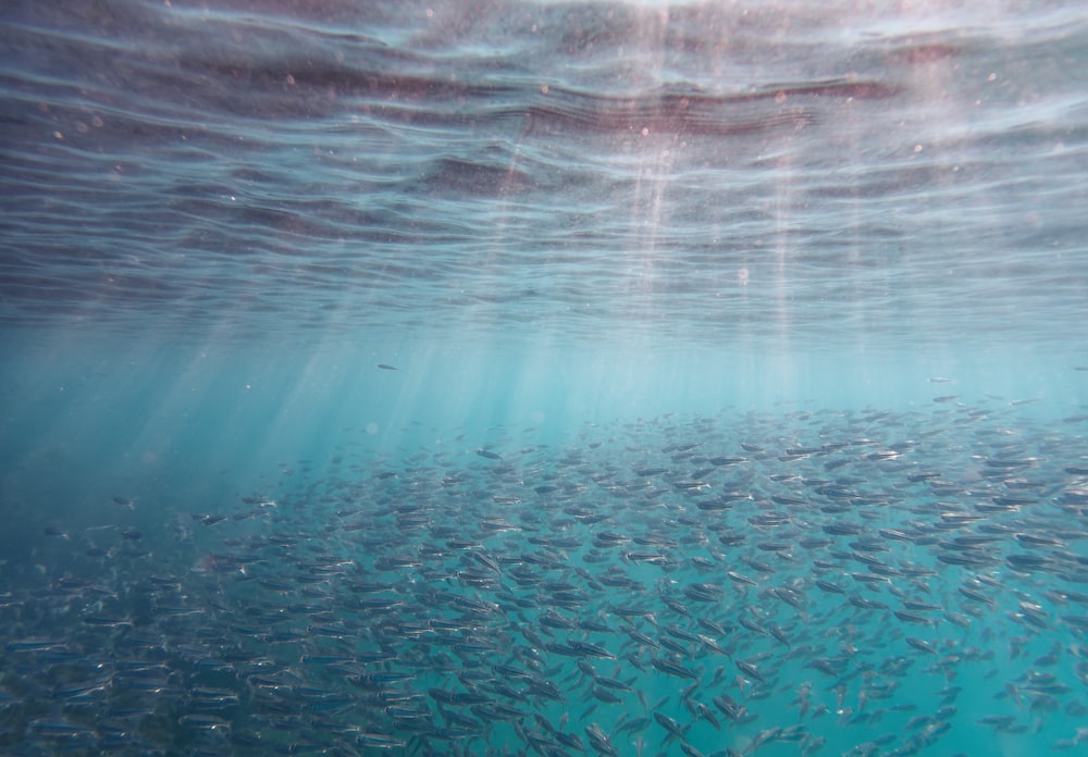 a large group of fish swimming in the ocean