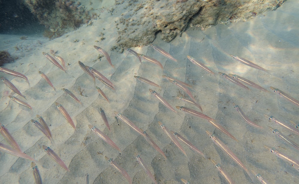 a bunch of fish that are in the sand