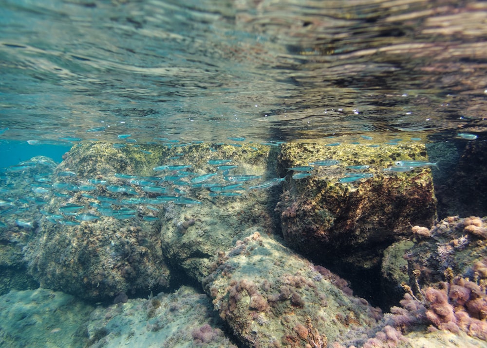 a group of fish swimming over a coral reef