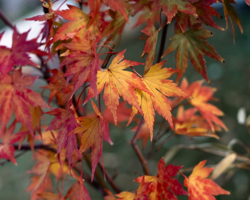 a close up of a tree with red and yellow leaves