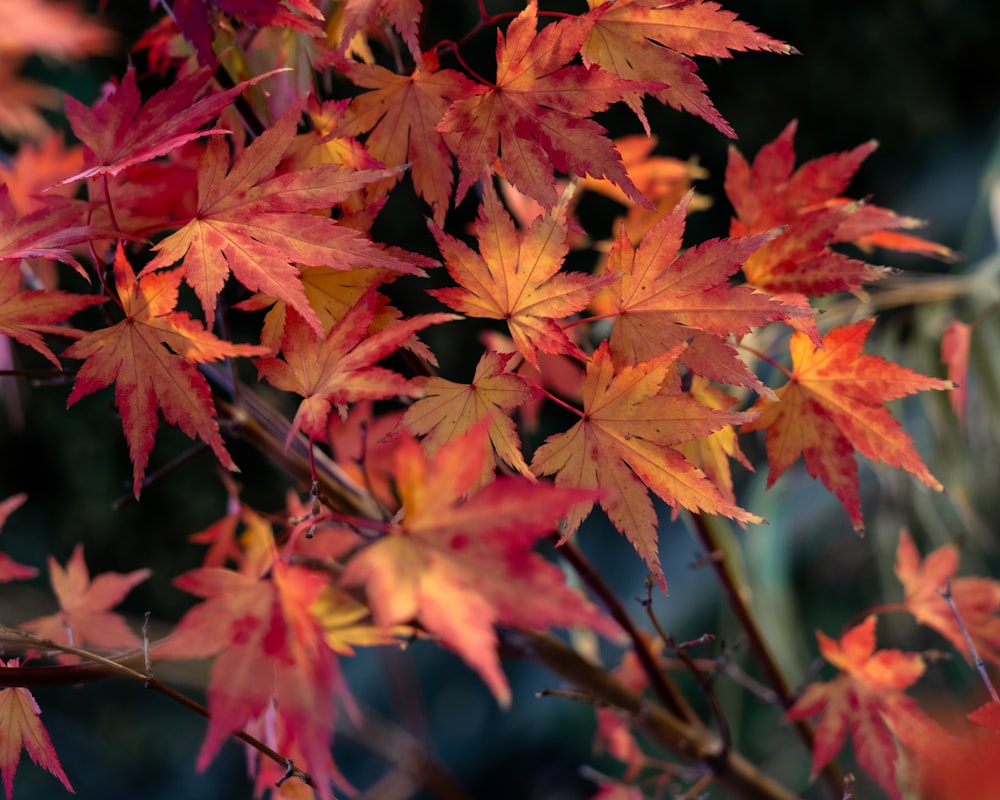 a bunch of red and yellow leaves on a tree