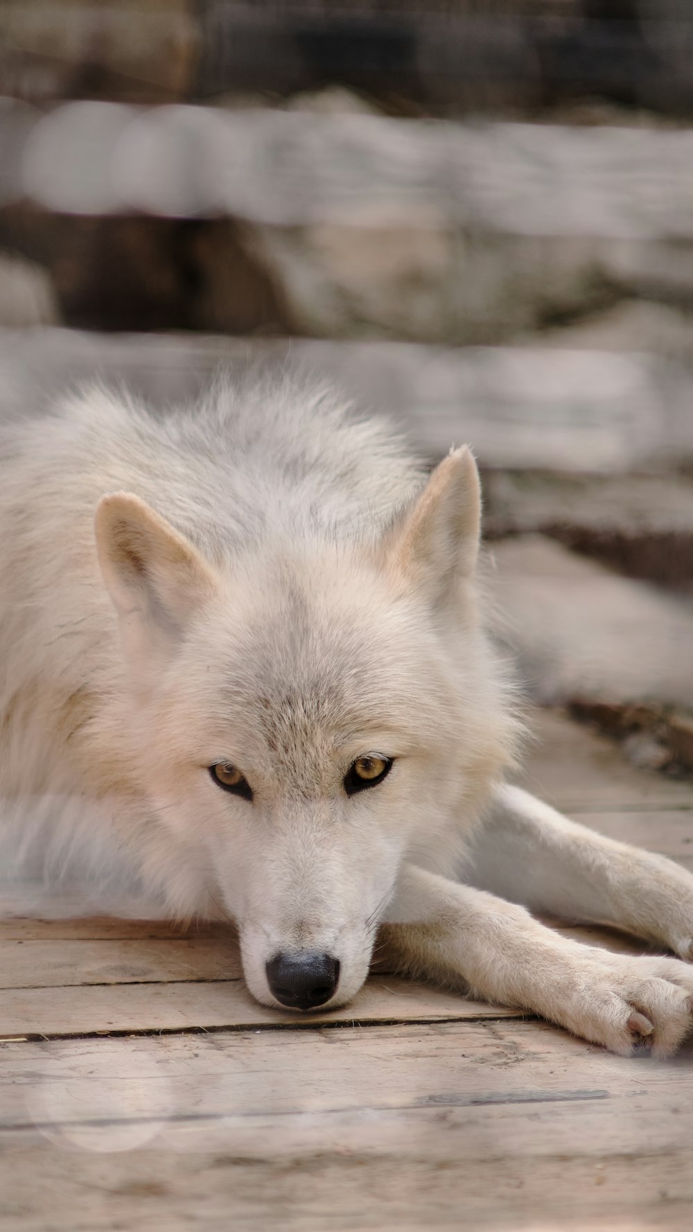 a white wolf laying down on a wooden floor