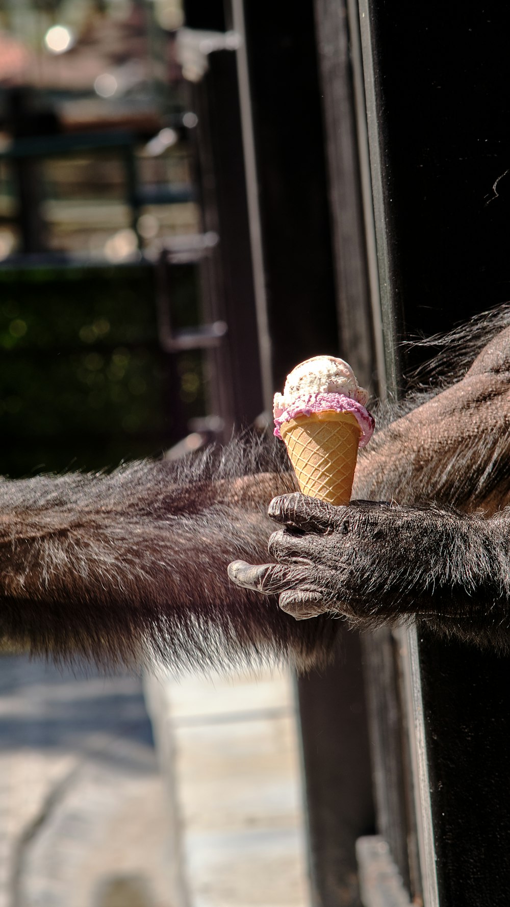 a monkey holding an ice cream cone in its hand