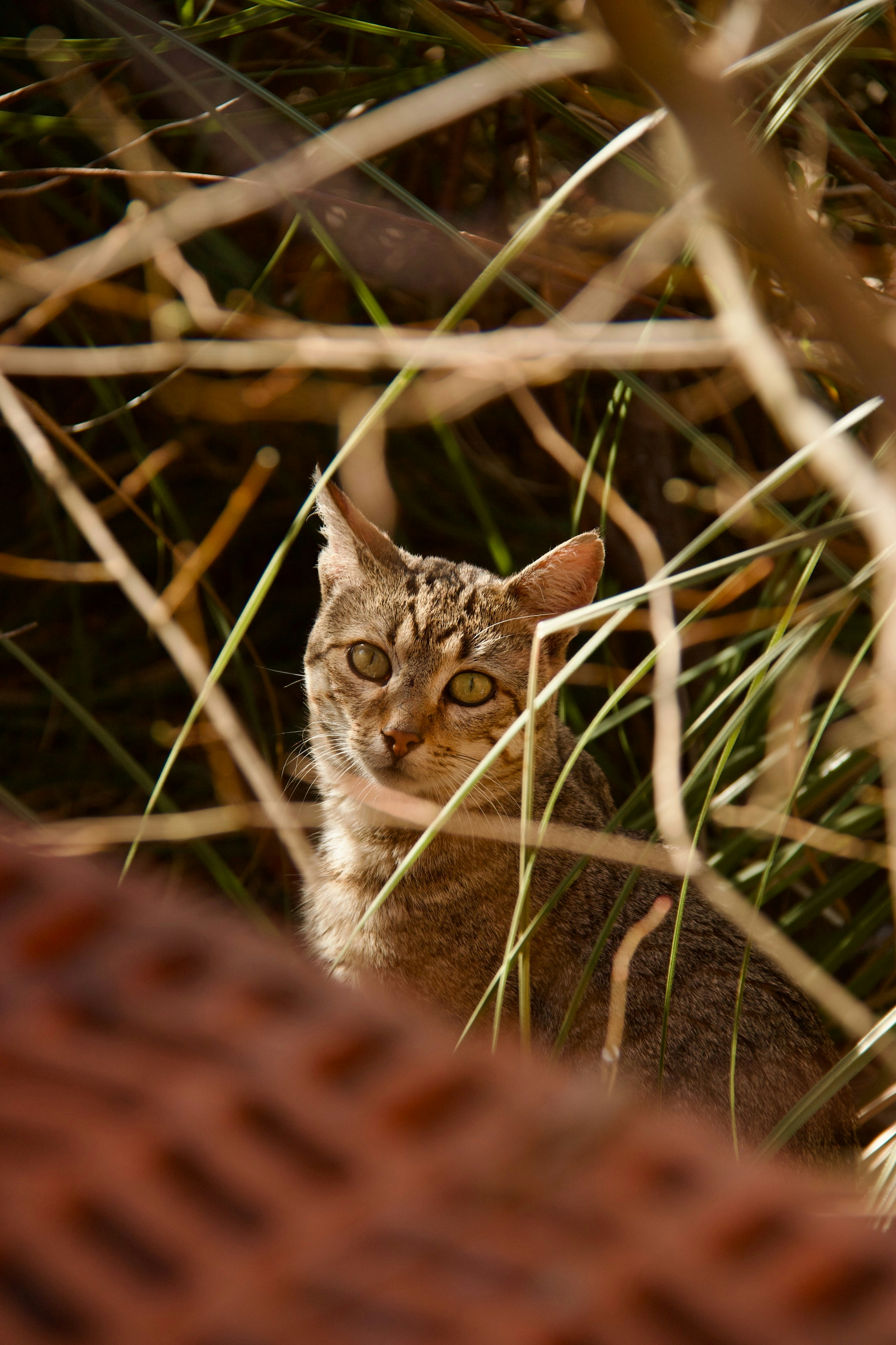 Photo by pablo_saancheezz