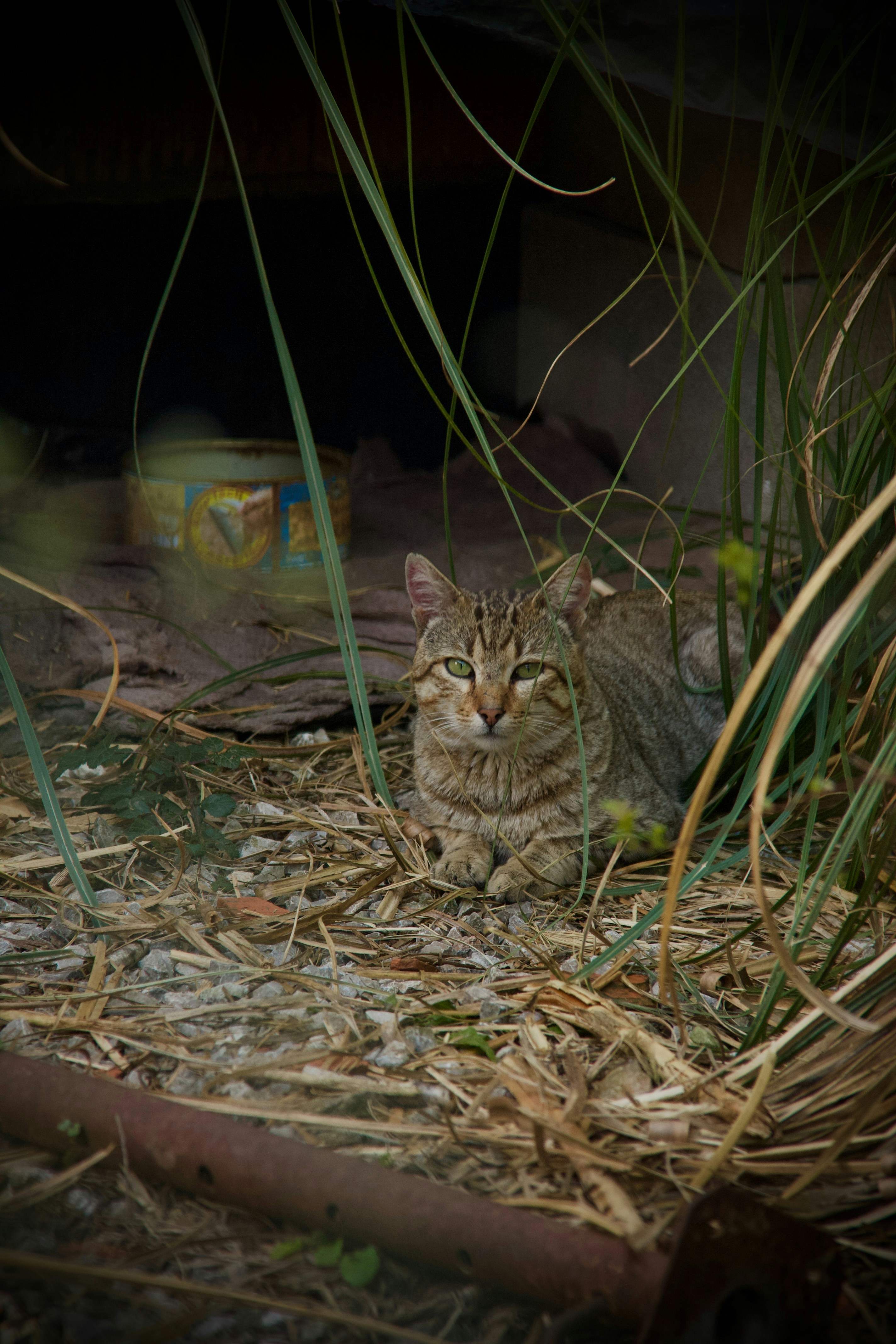 Photo by pablo_saancheezz