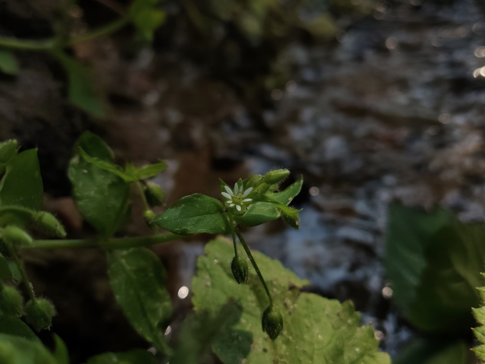 a close up of a leafy plant next to a river