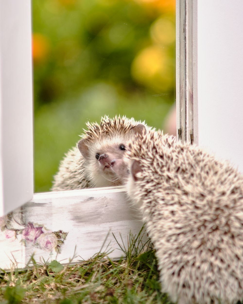 a hedge is looking through a window at another hedge