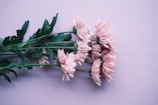 a bunch of pink flowers sitting on top of a table