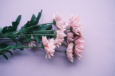 a bunch of pink flowers sitting on top of a table