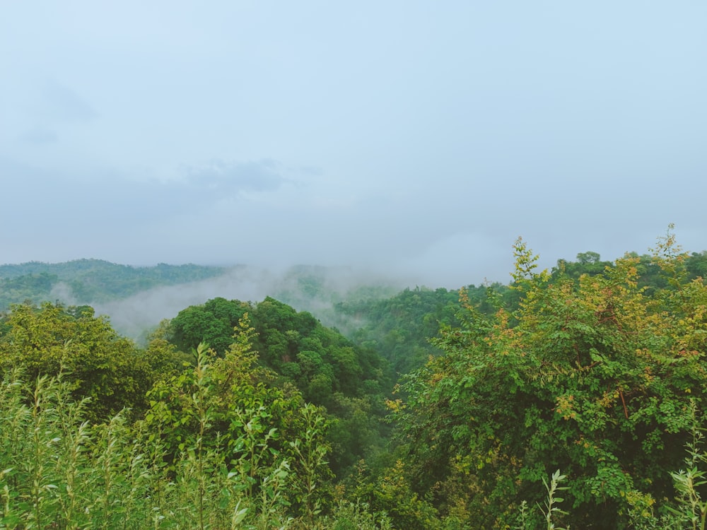 a view of a forested area with fog in the distance