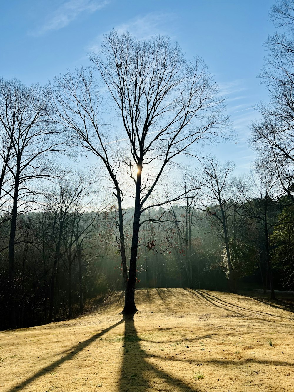 a lone tree casts a shadow on a sunny day