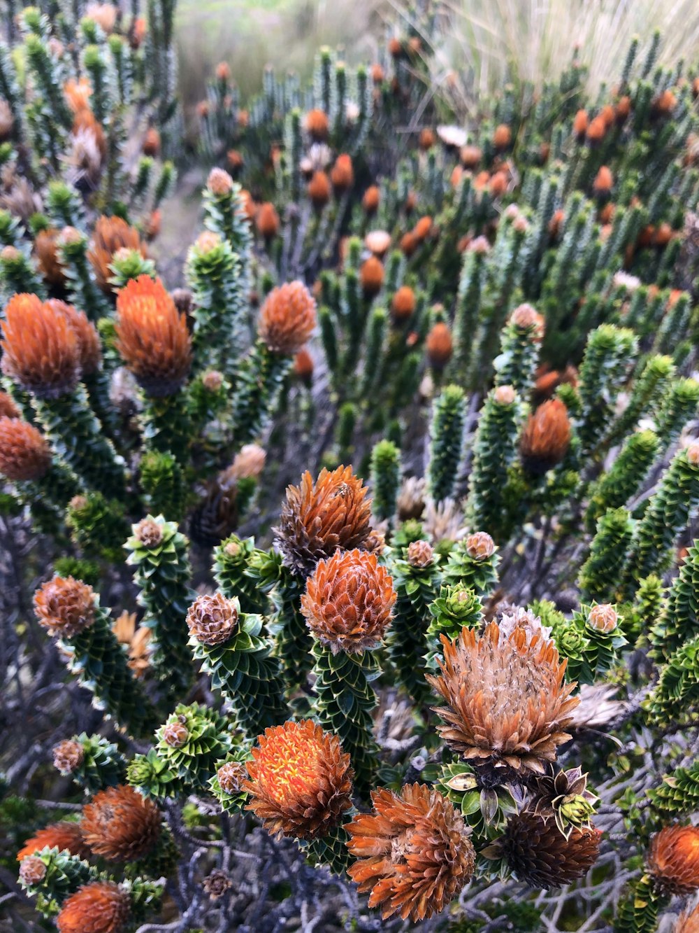 a close up of a plant with many flowers