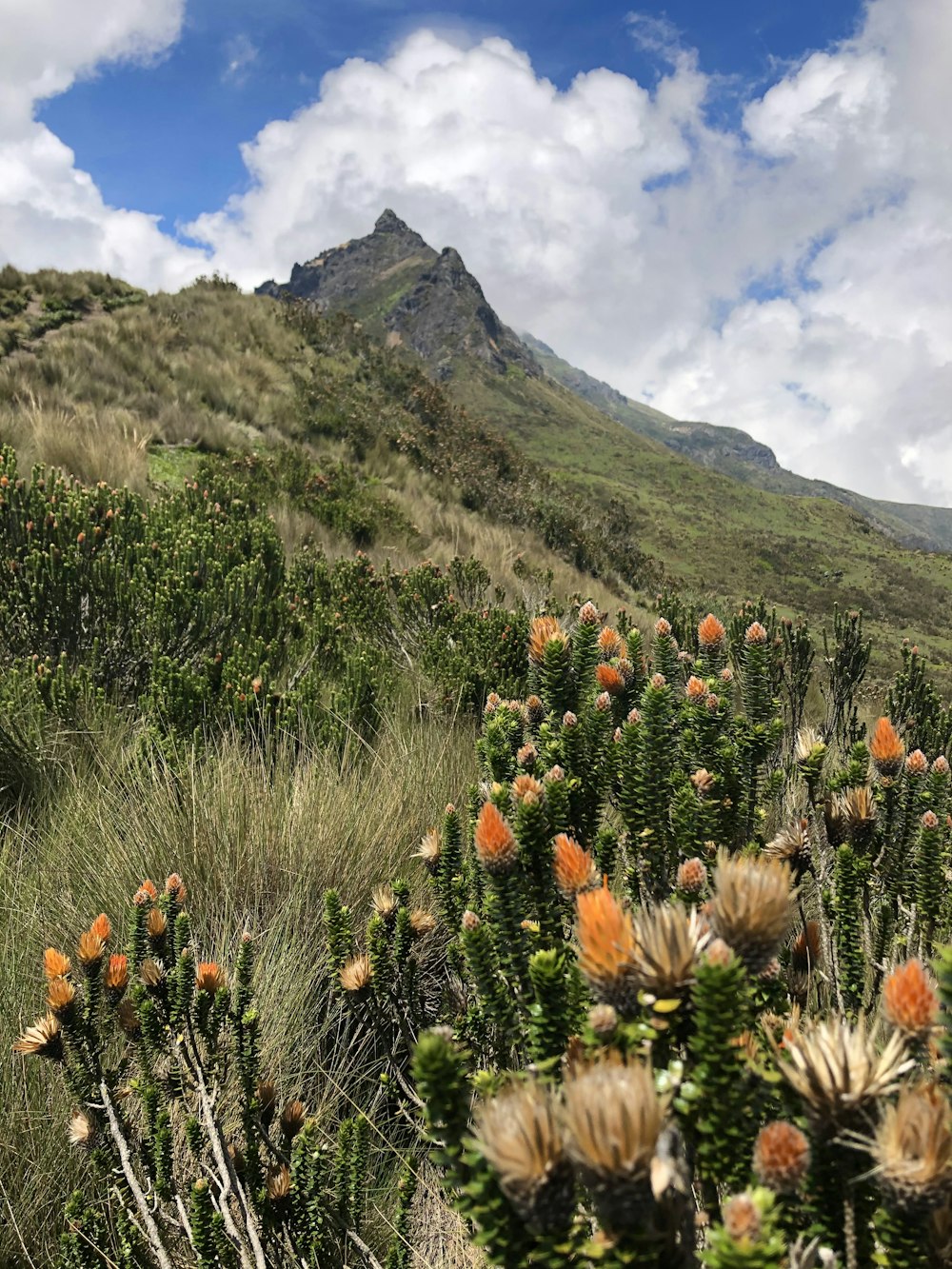 um campo de flores com uma montanha ao fundo