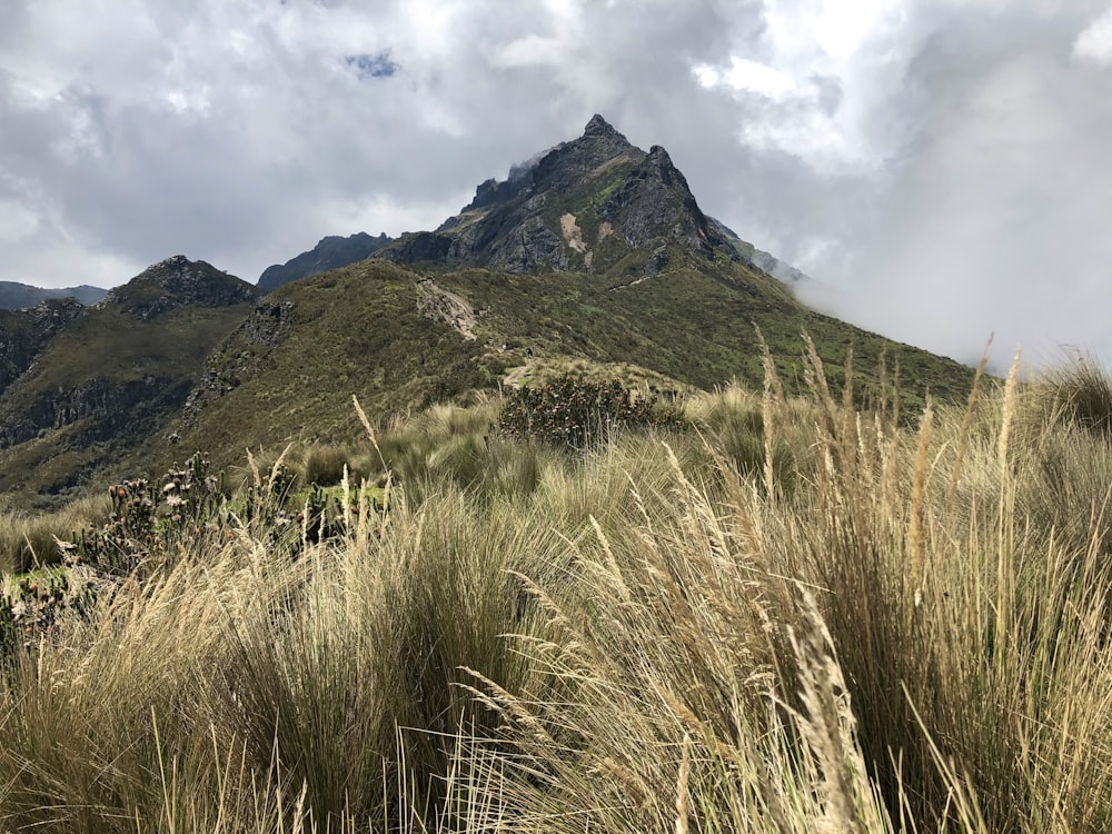 a grassy field with a mountain in the background