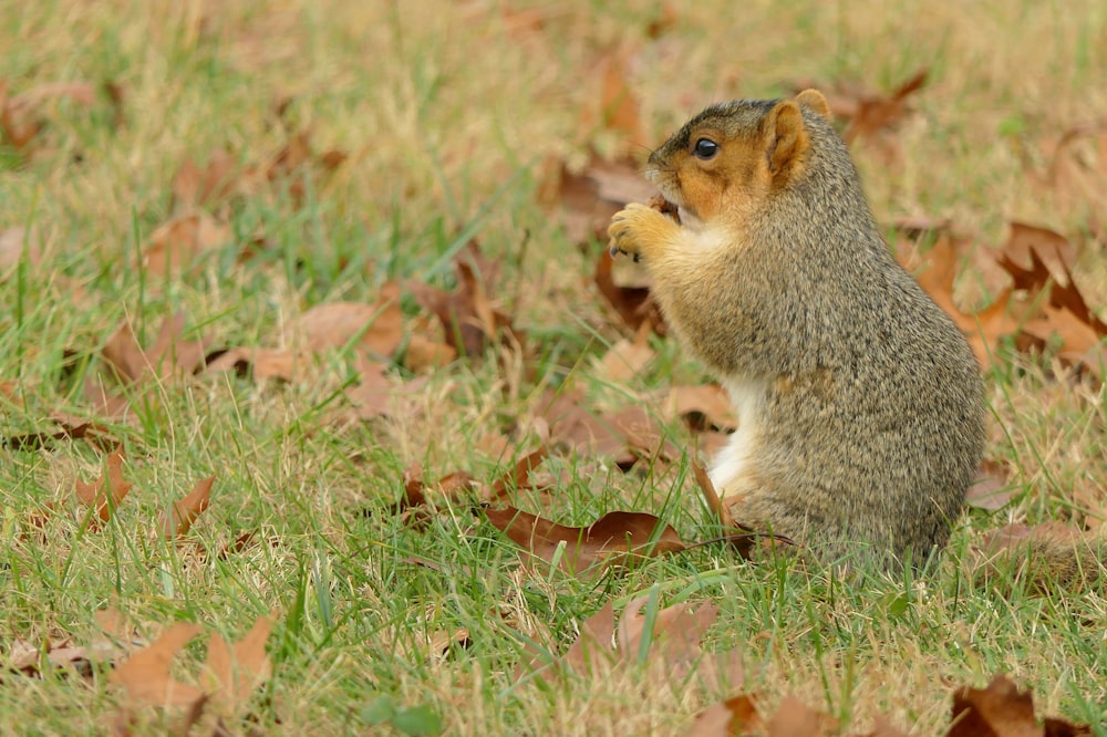 un écureuil assis dans un champ de feuilles