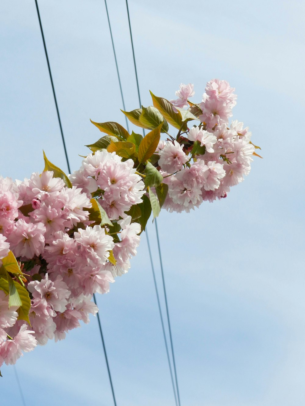 a bunch of pink flowers hanging from a power line