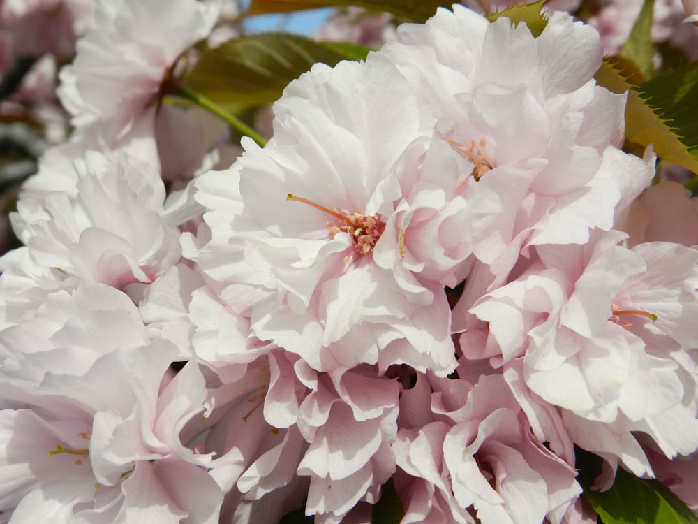 a close up of a pink flower on a tree