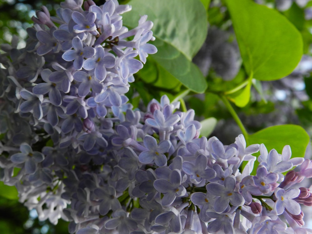 a close up of a bunch of purple flowers