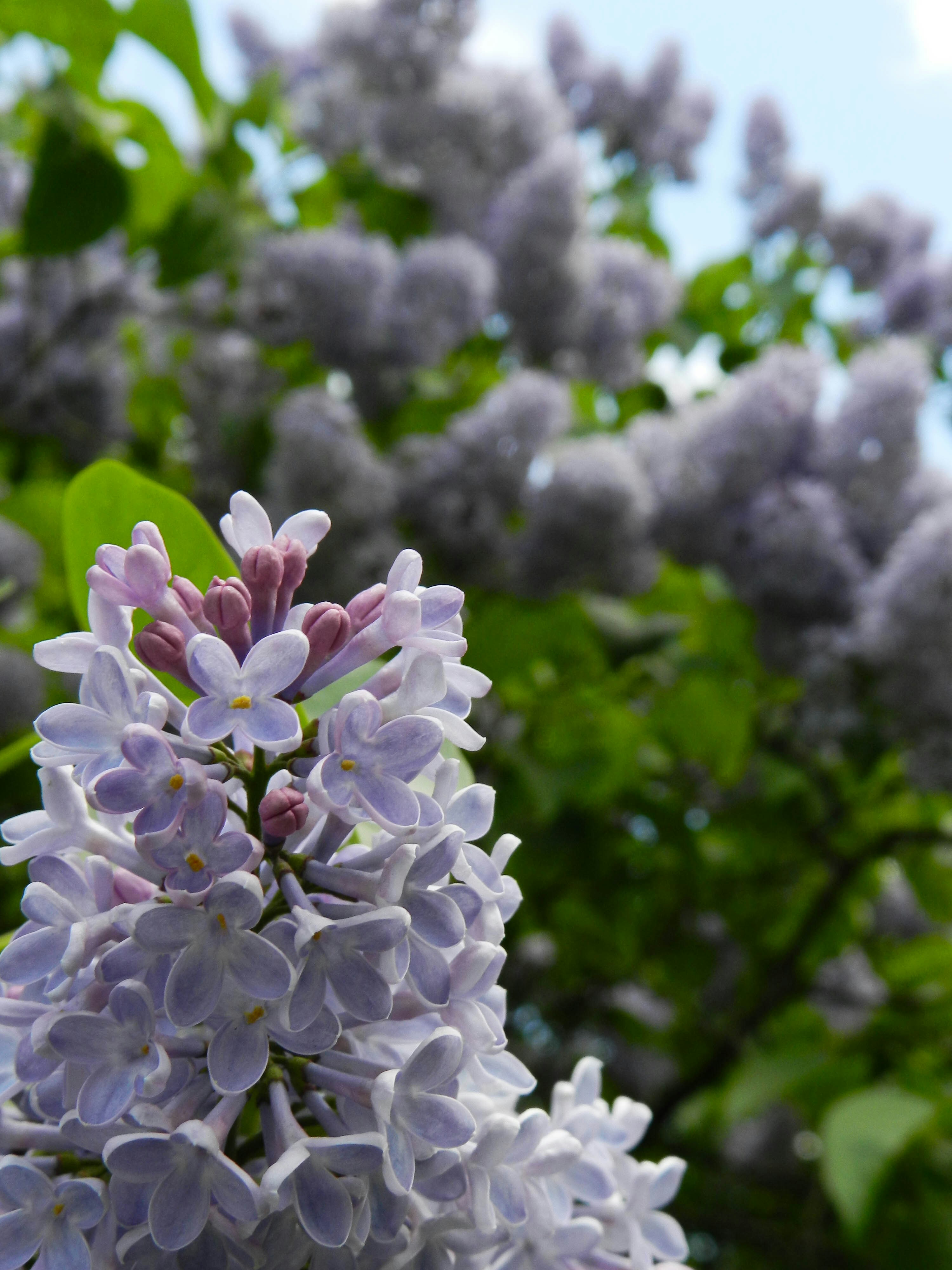 Photo by foooliagess