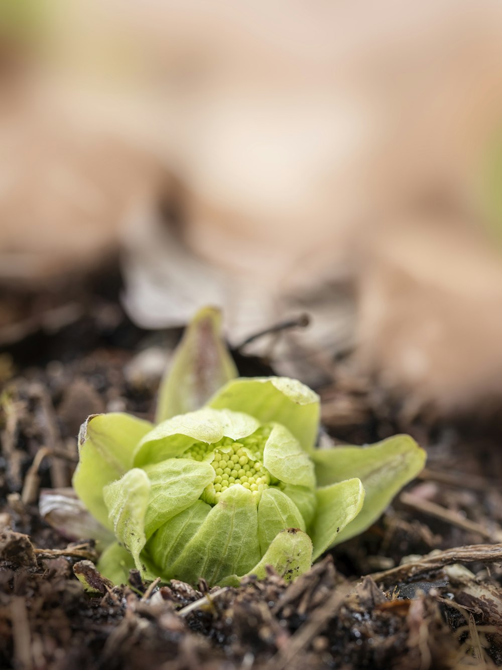 a small green plant sprouts out of the ground