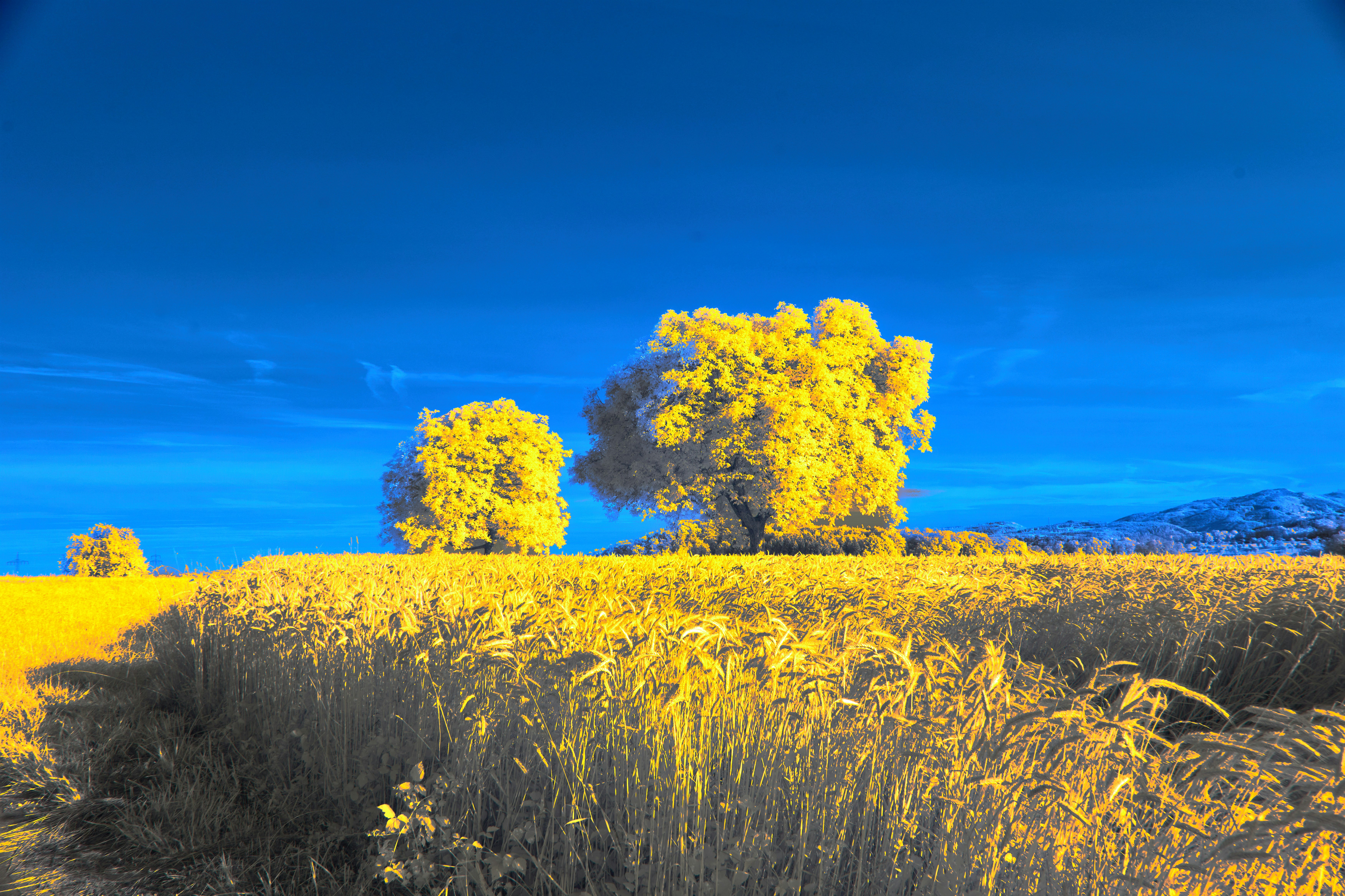 Photo by wolfgang_hasselmann