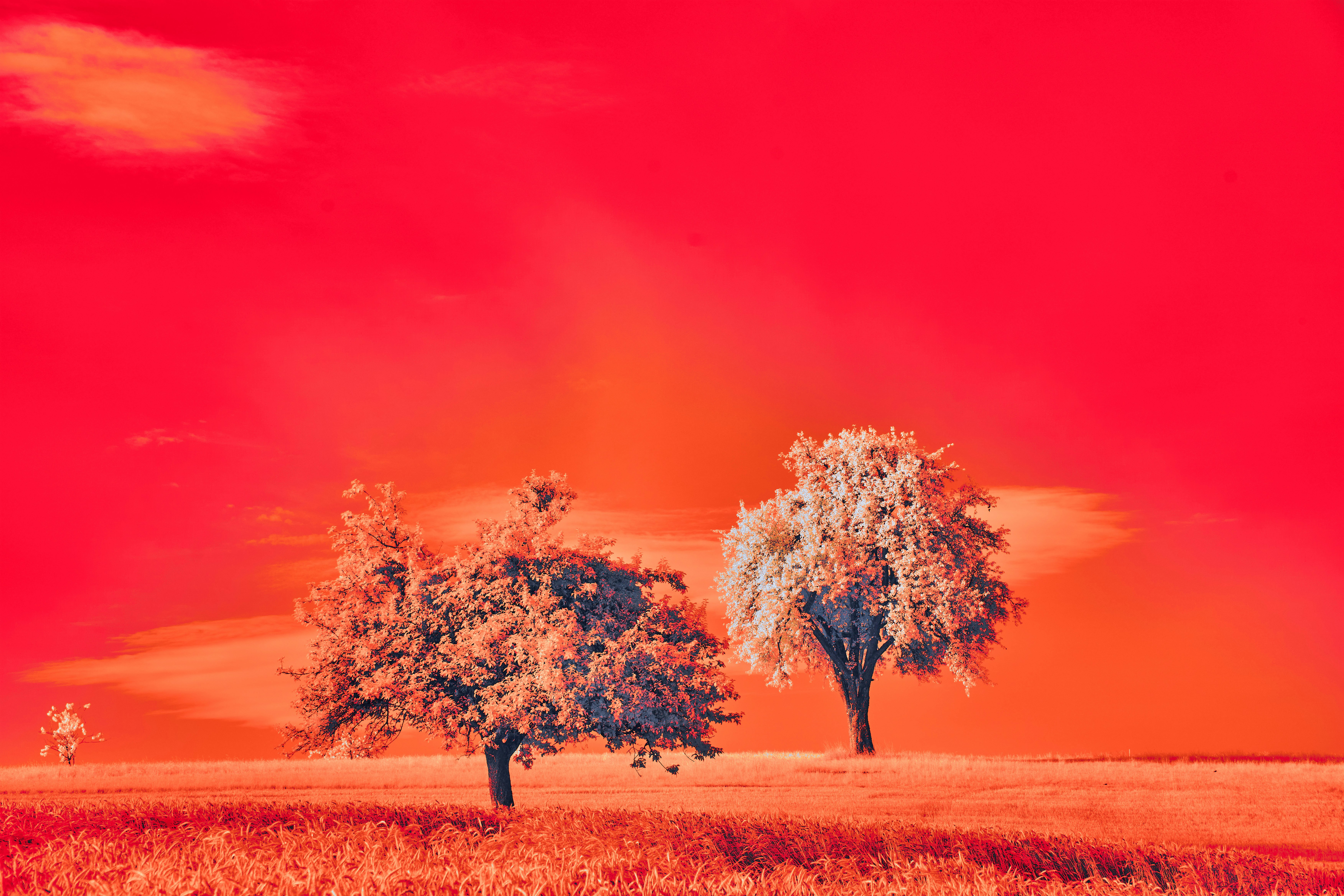 Photo by wolfgang_hasselmann