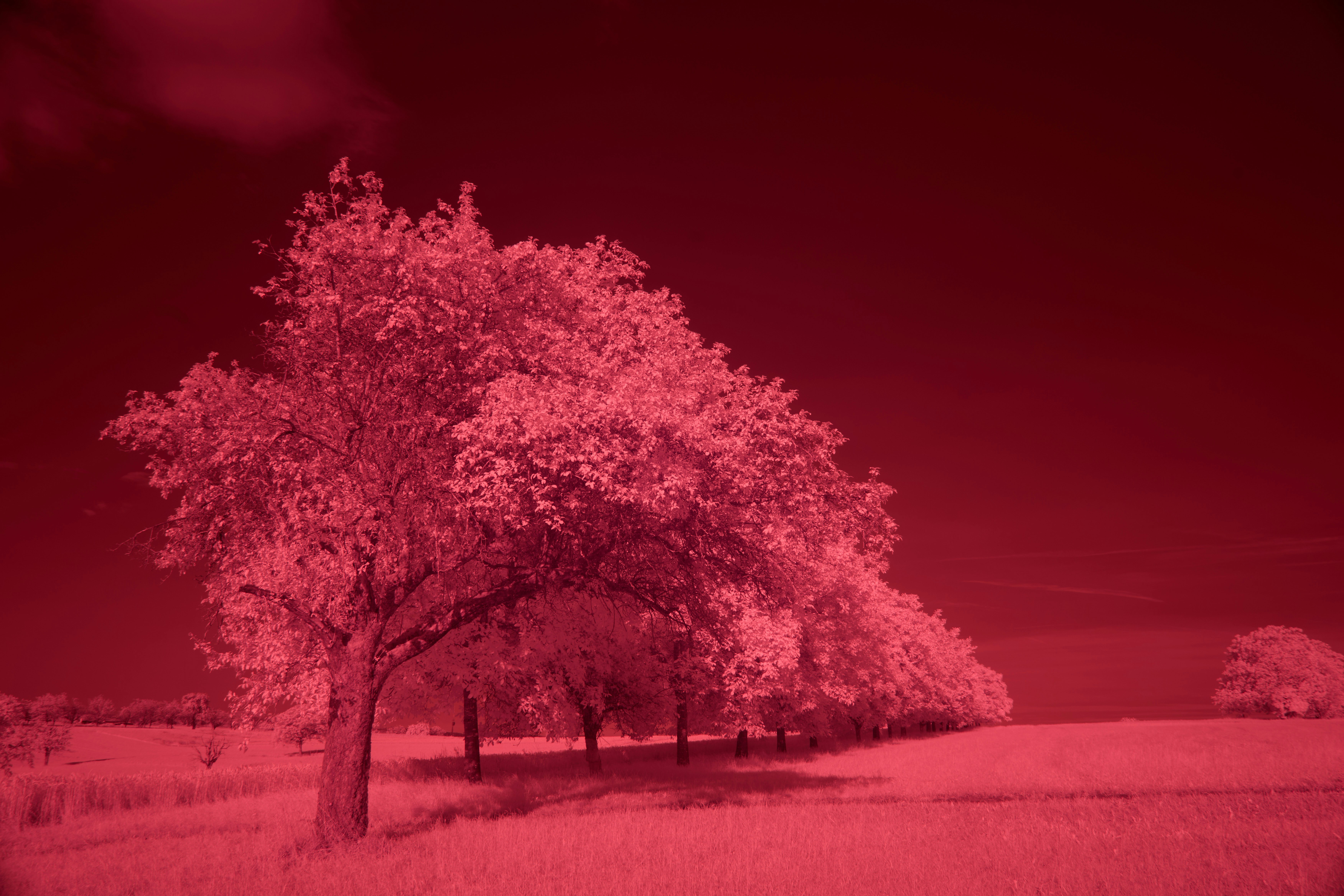 Photo by wolfgang_hasselmann