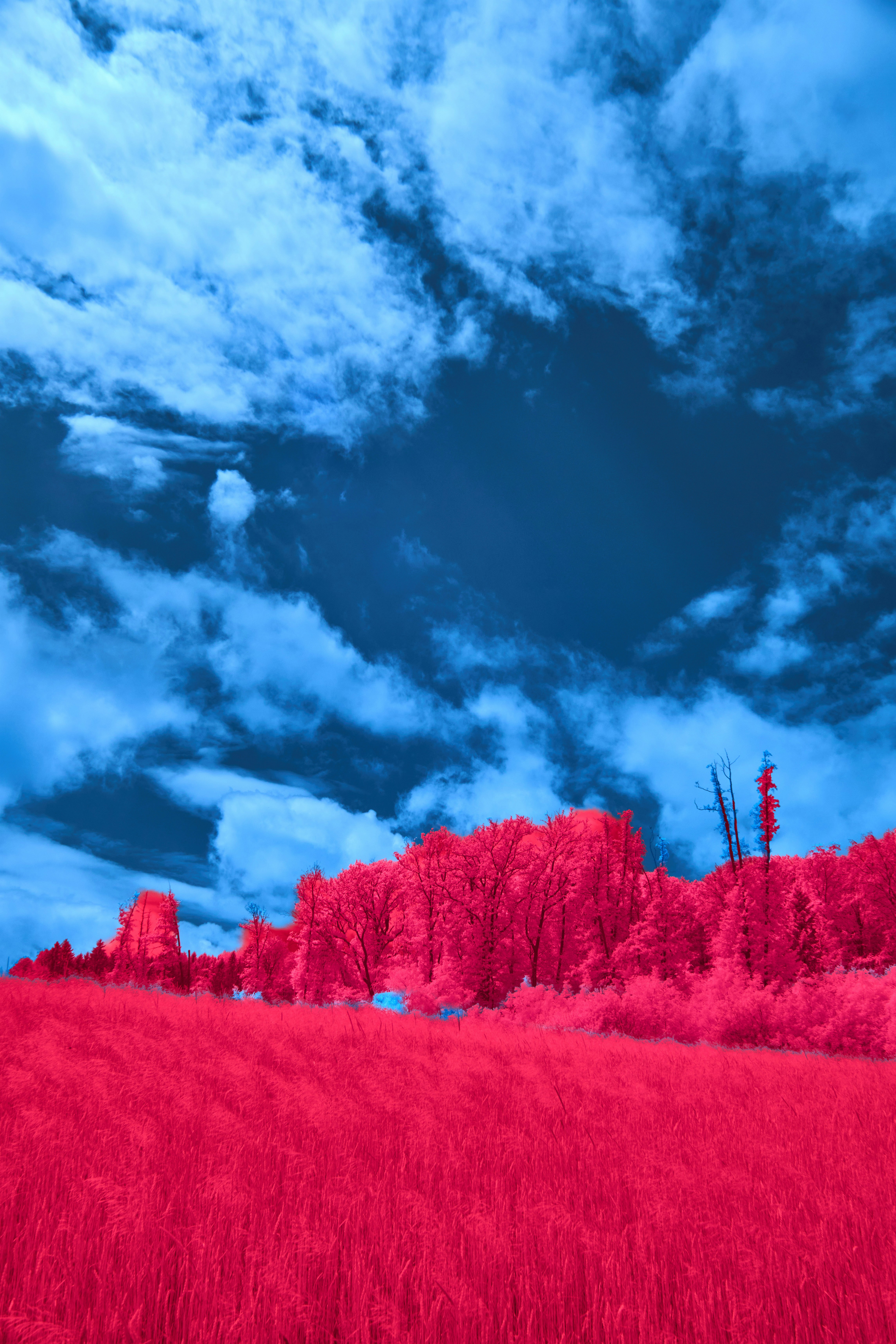 Photo by wolfgang_hasselmann