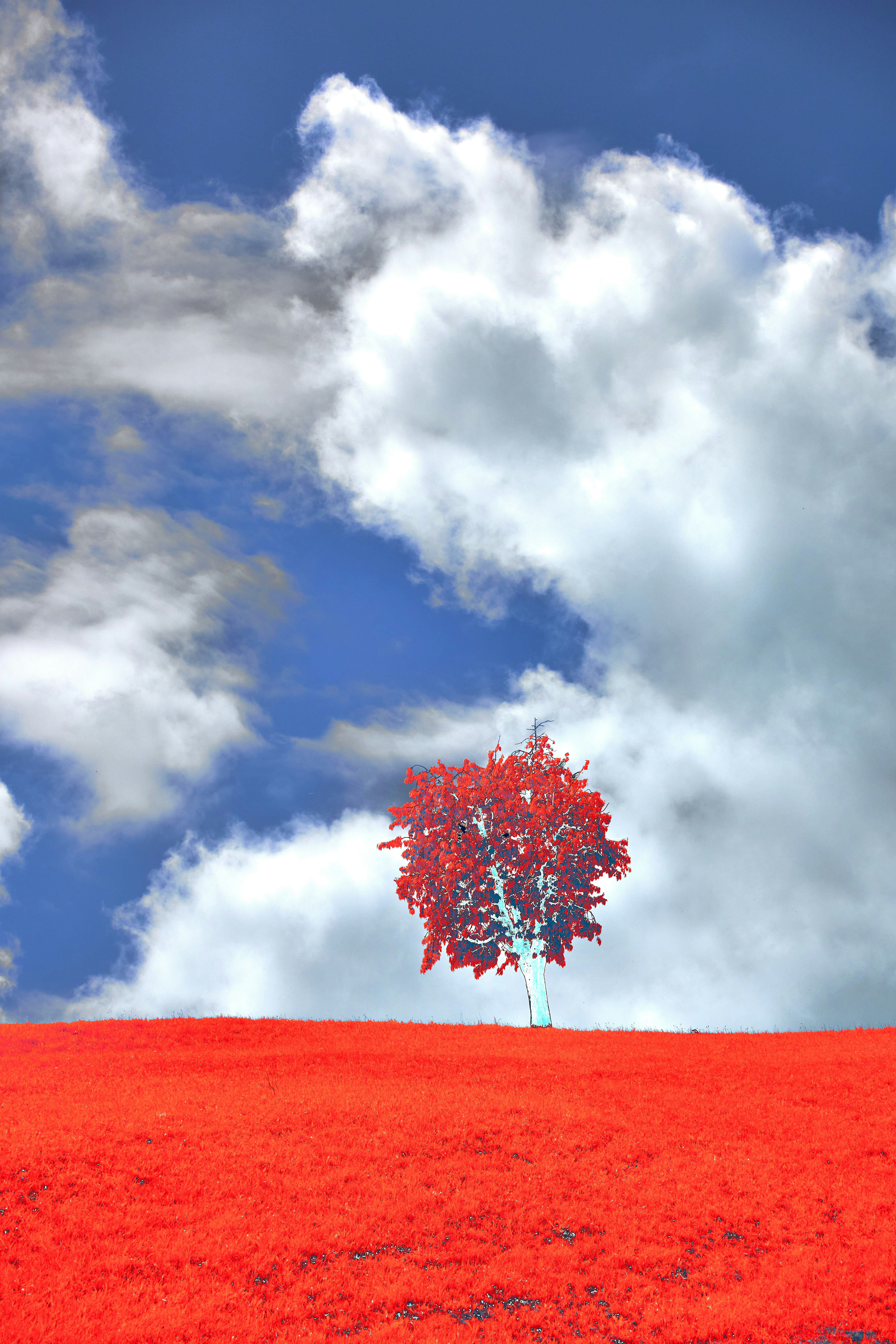 Photo by wolfgang_hasselmann