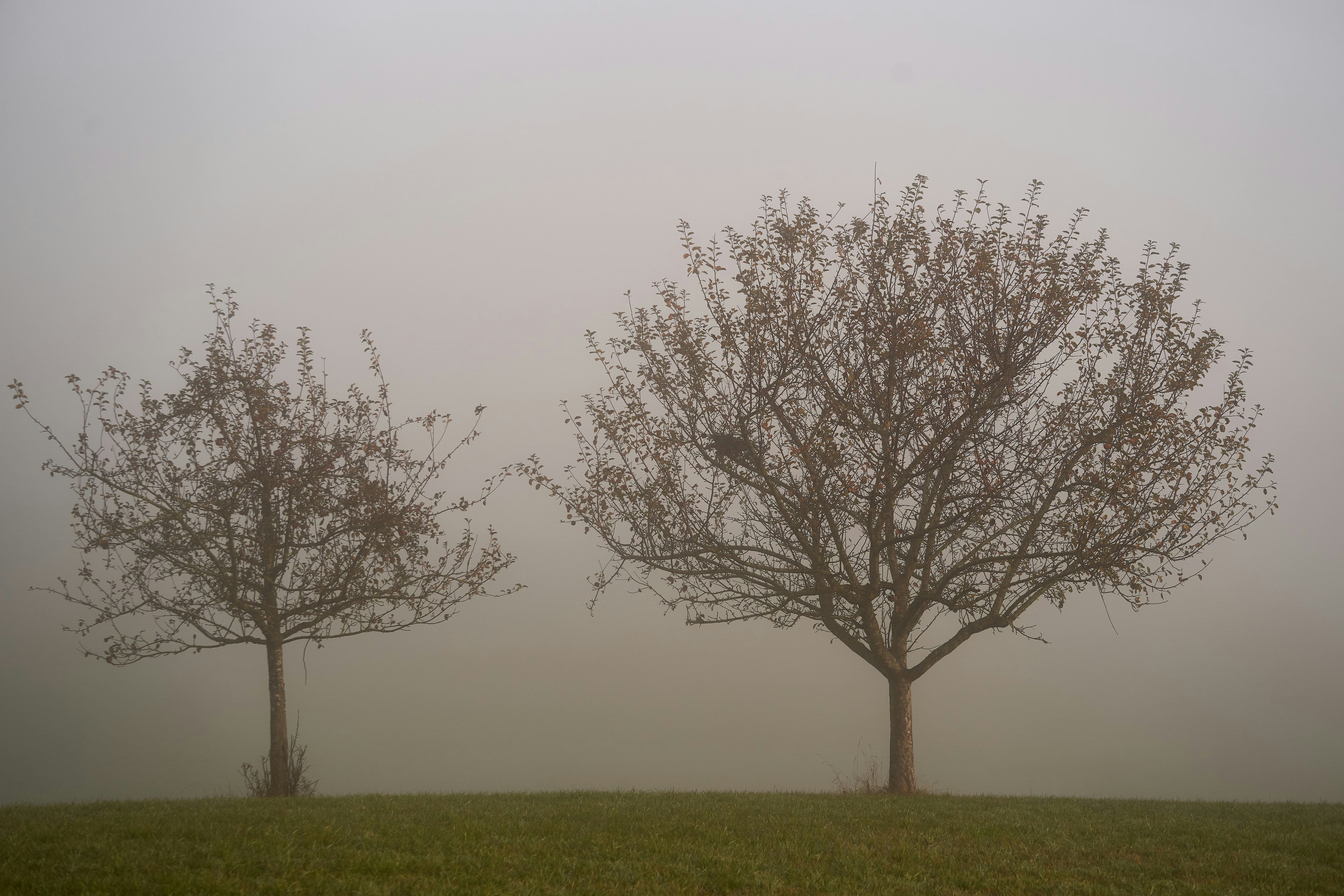 Photo by wolfgang_hasselmann