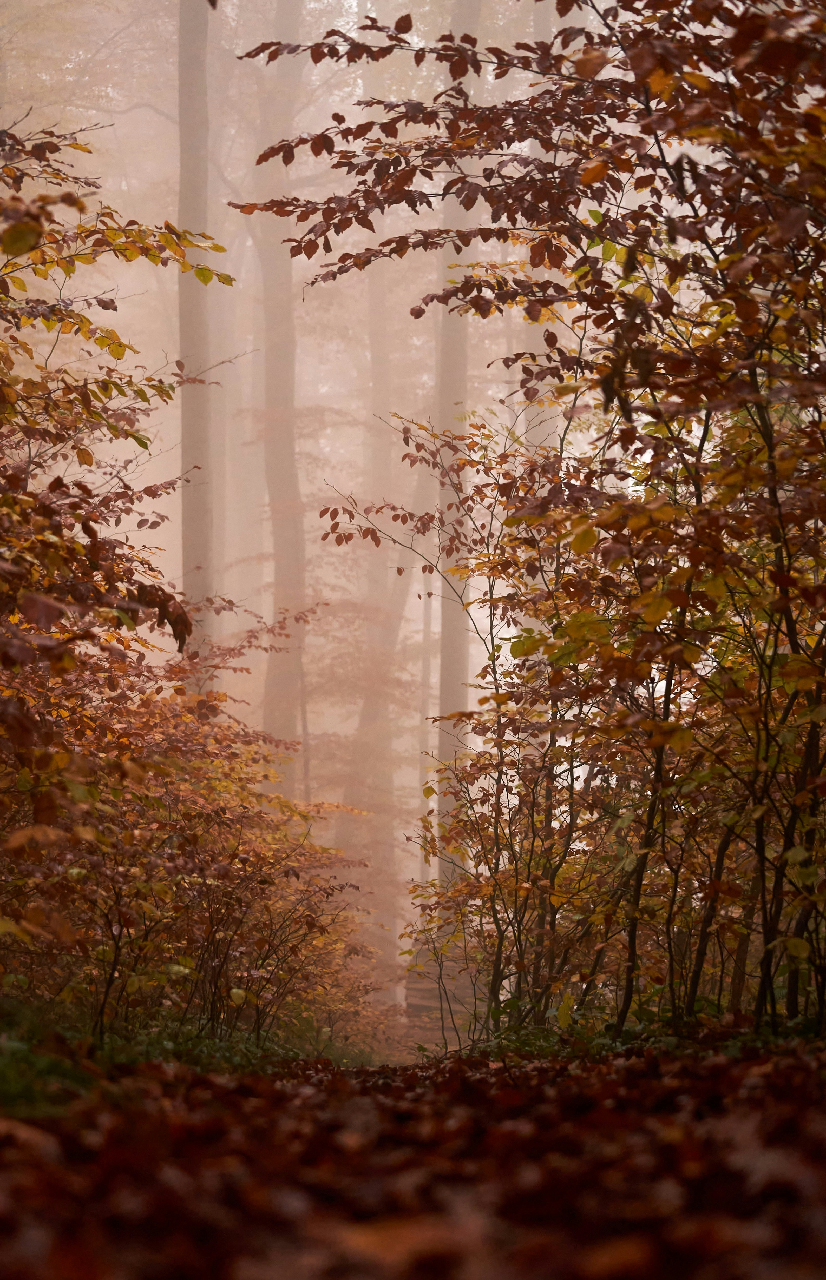 Photo by wolfgang_hasselmann