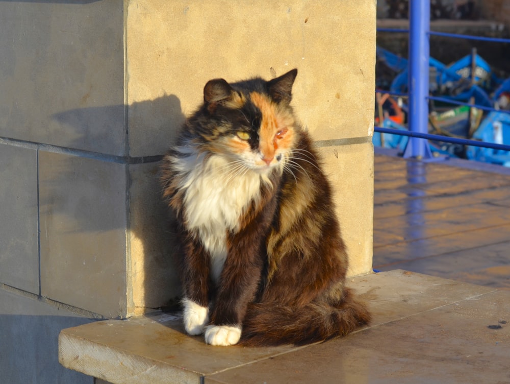 a calico cat sitting on a ledge next to a building