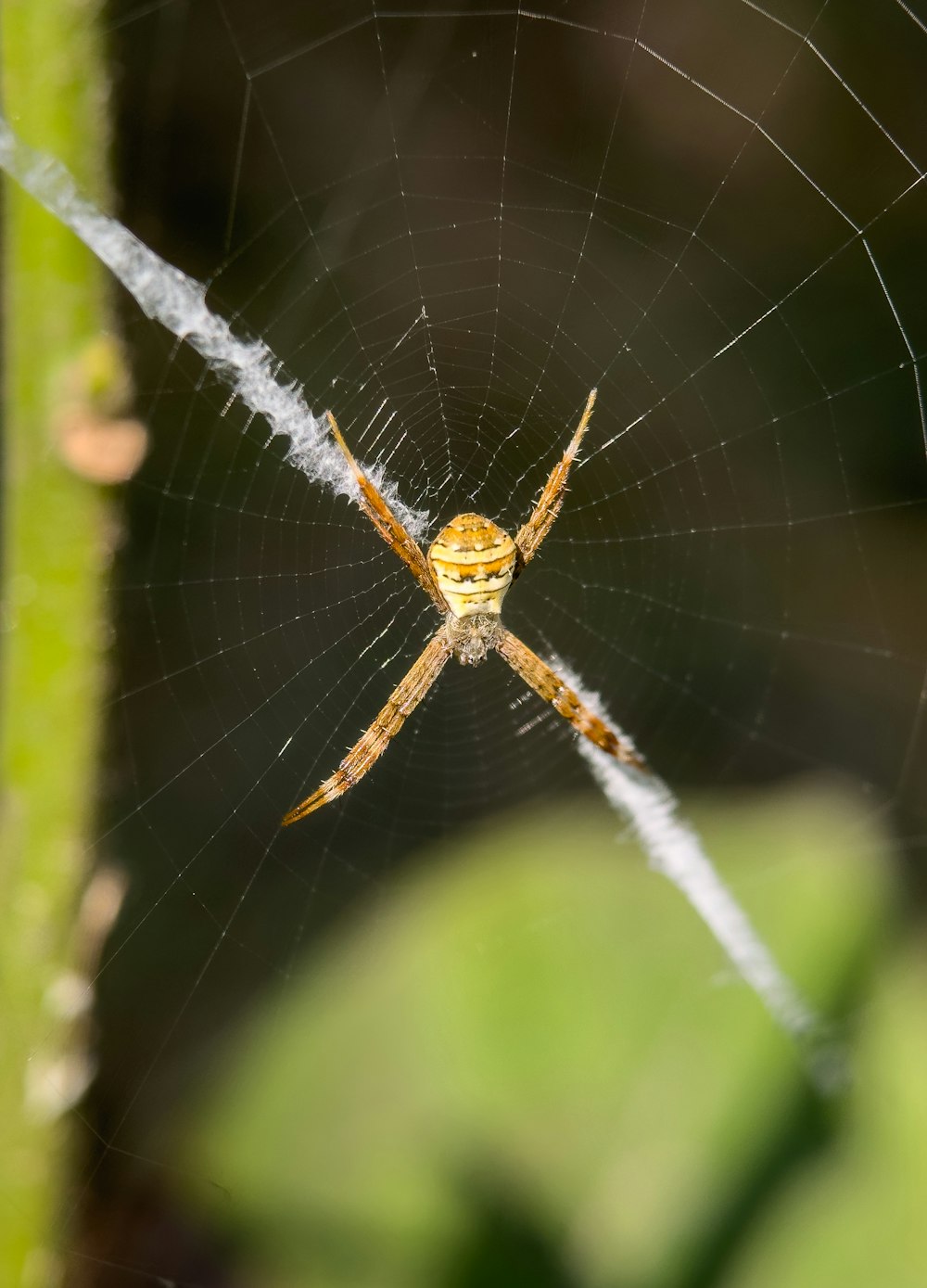 a close up of a spider on a web