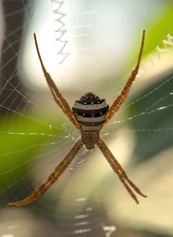 a close up of a spider on a web
