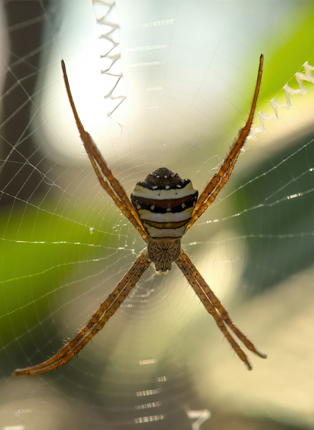 um close up de uma aranha em uma teia