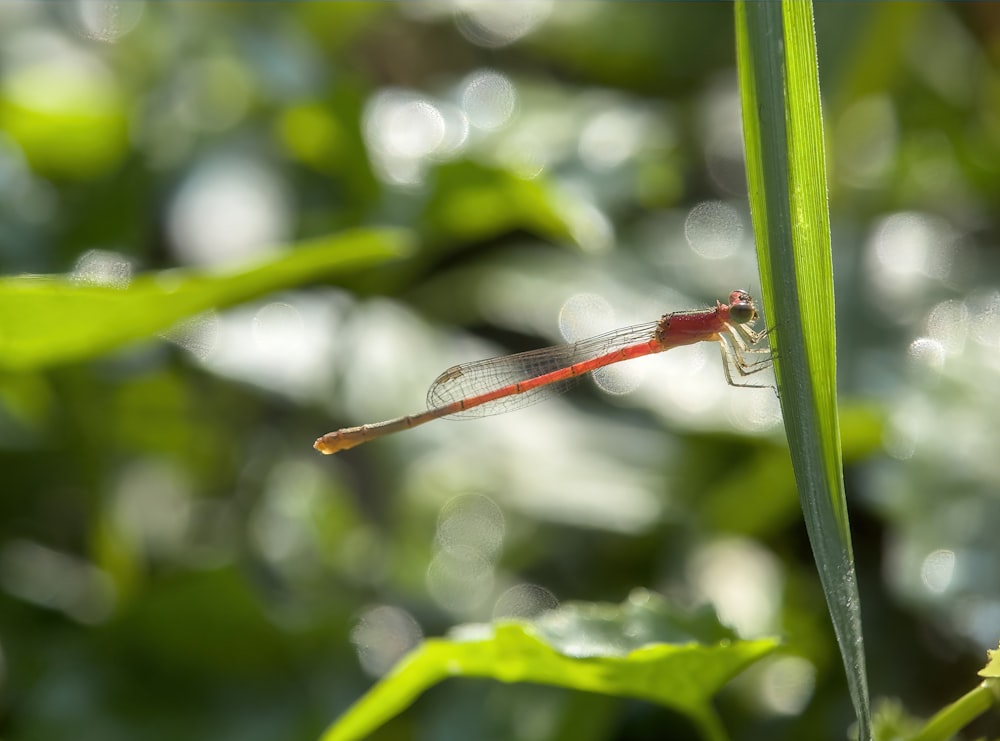 a red dragonfly sitting on top of a green leaf