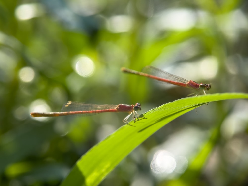 a couple of red dragonflies sitting on top of a green leaf