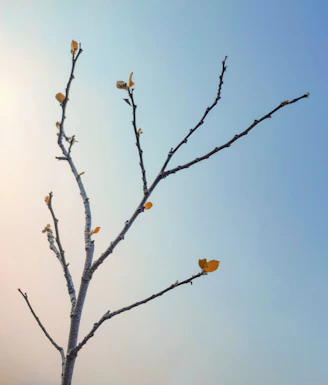 a bare tree with yellow leaves against a blue sky