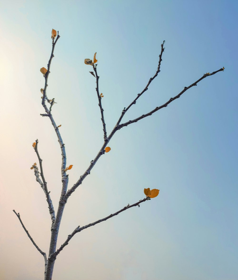 a bare tree with yellow leaves against a blue sky