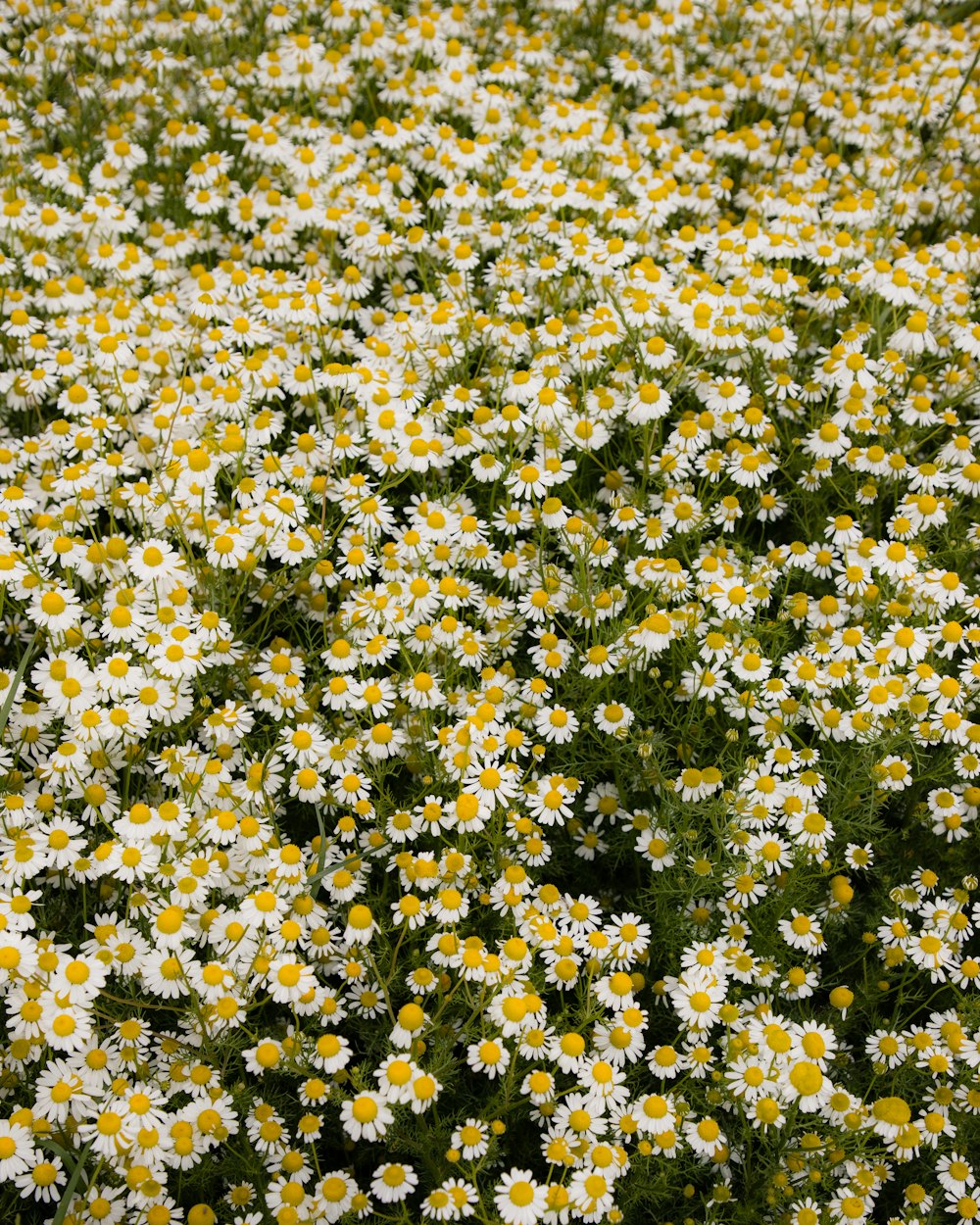 a field full of white and yellow flowers