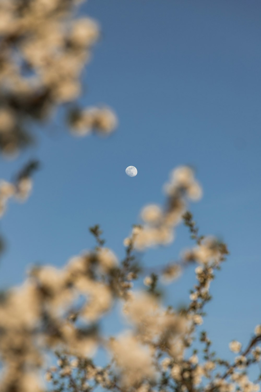 the moon is seen through the branches of a tree