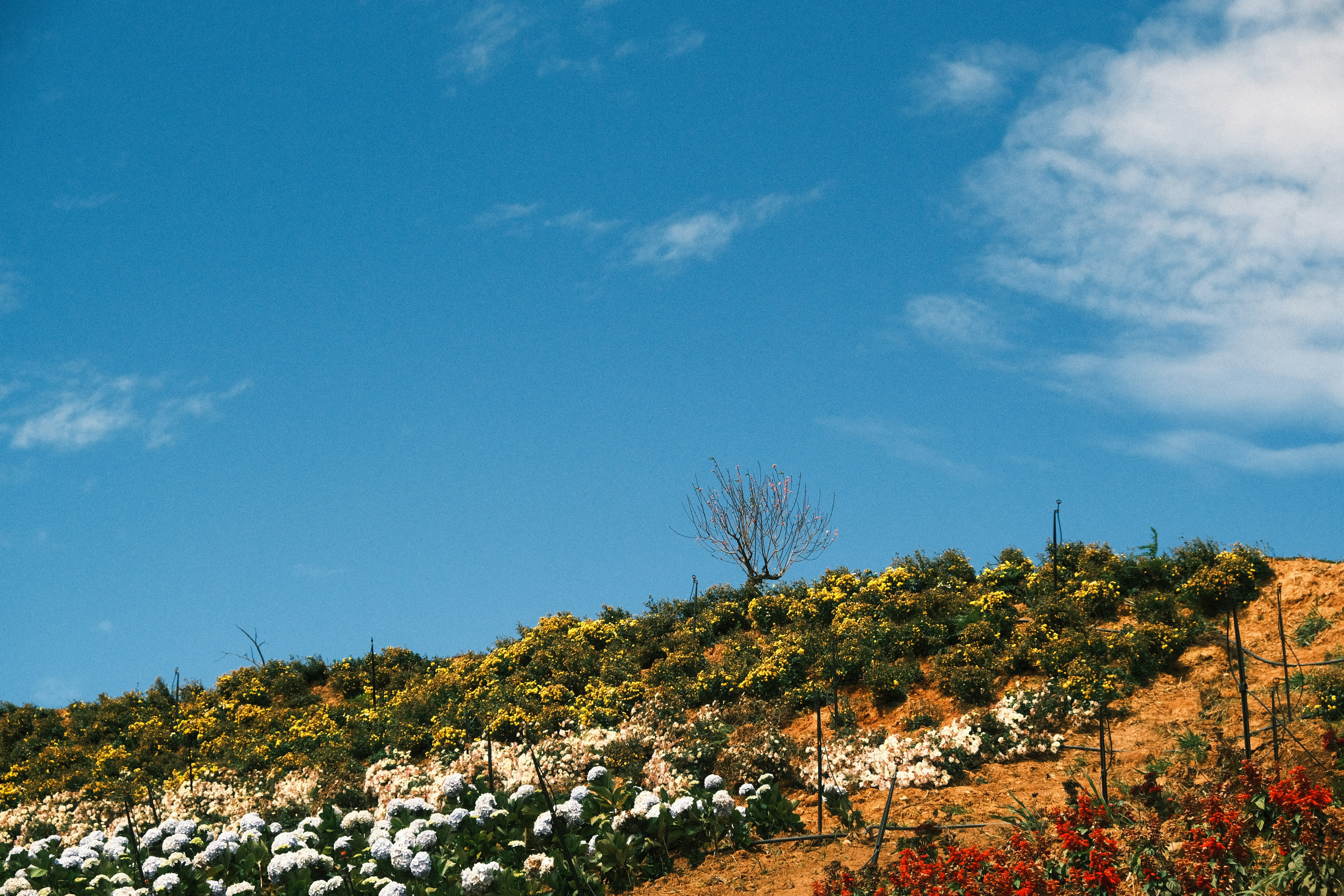 a hill covered in lots of flowers under a blue sky