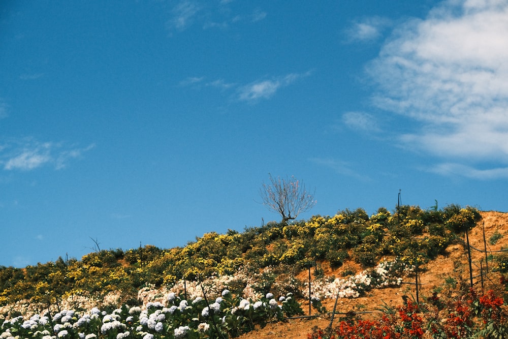 a hill covered in lots of flowers under a blue sky