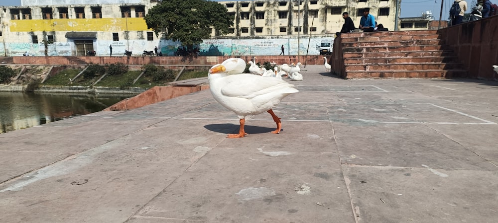a white duck standing on top of a cement walkway
