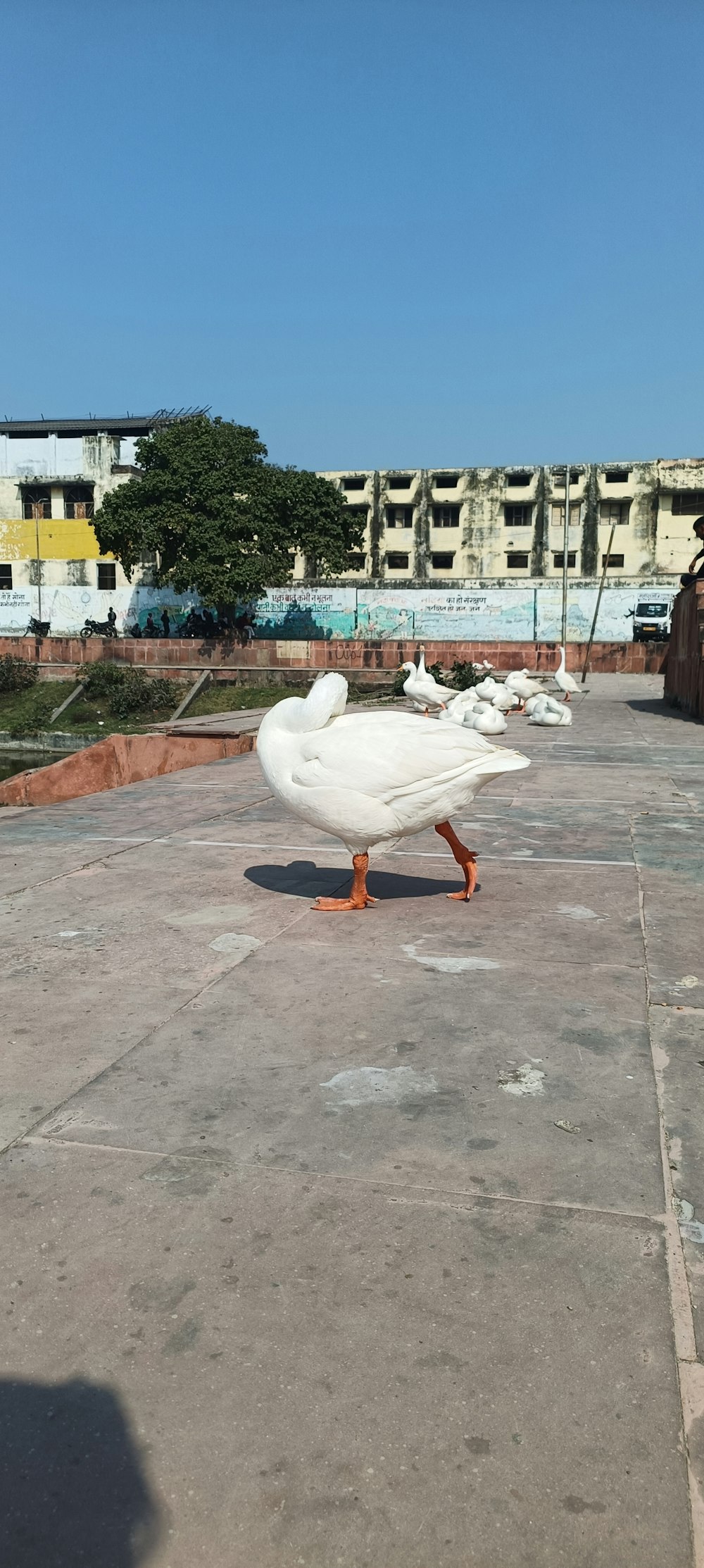 a couple of white birds sitting on top of cement