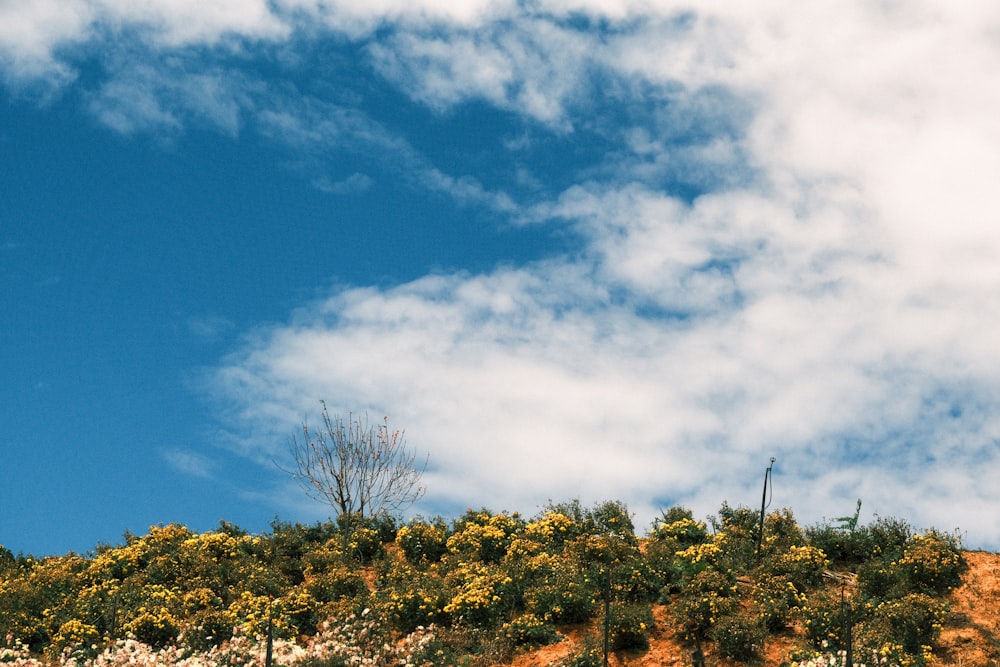 a hill covered in yellow flowers under a cloudy blue sky