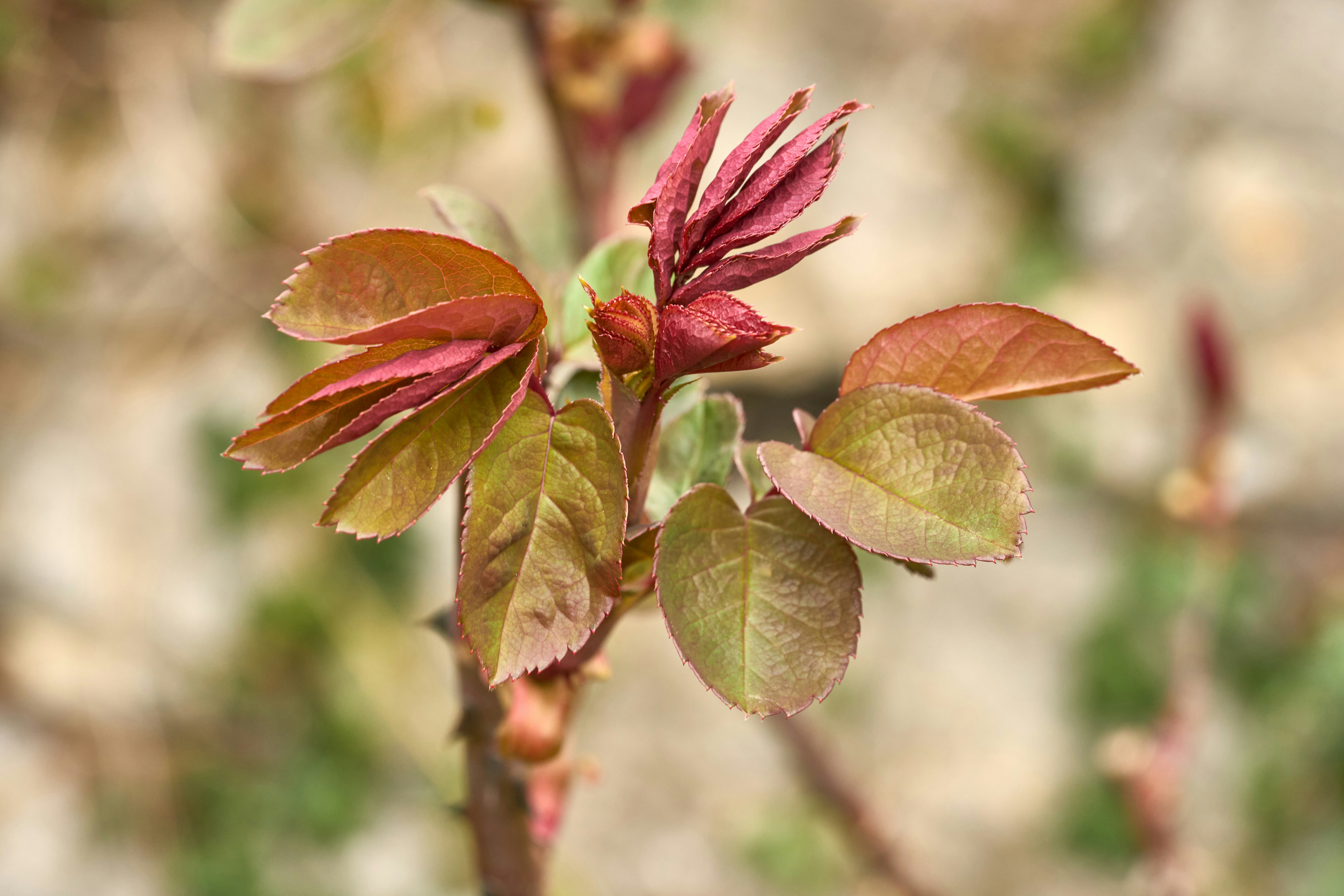 Photo by wolfgang_hasselmann