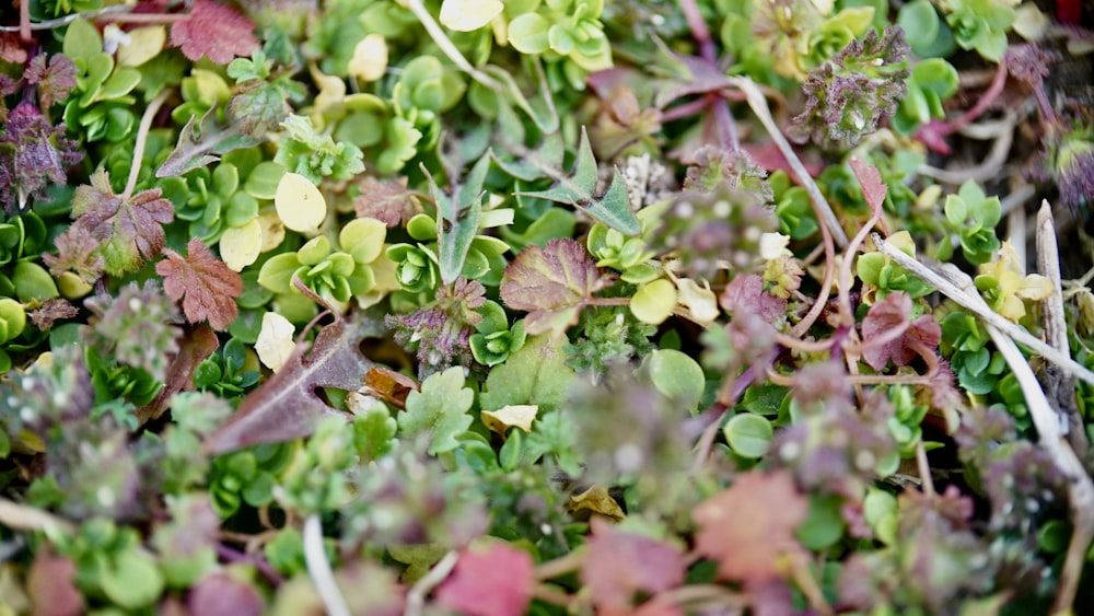 a close up of a bunch of green plants